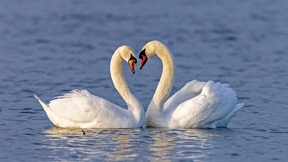 Zwei Höckerschwäne cygnus olor schwimmen balzend auf dem Rhein