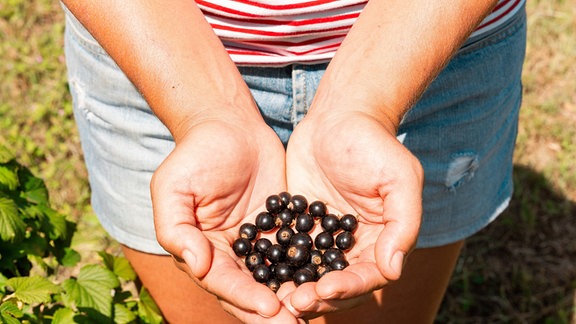 Frauenhände mit einer Portion frisch geernteter schwarzer Johannisbeeren