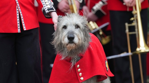 Das Maskottchen des Irischen Regiments, der Hund Turlough Mor, erwartet den Besuch von Prinzessin Kate bei einer Parade und Feier zum St. Patrick's Day in der Wellington-Kaserne.