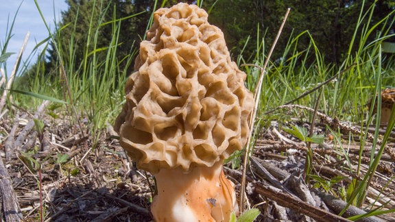 Ein Speisemorchel steht im Wald