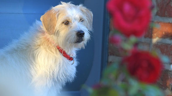 Ein weißer Hund neben roten Rosen.