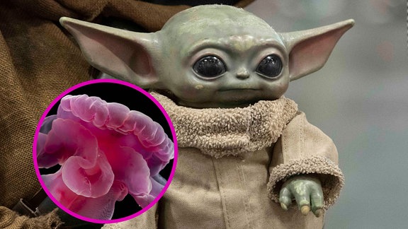 Yoda Wurm  