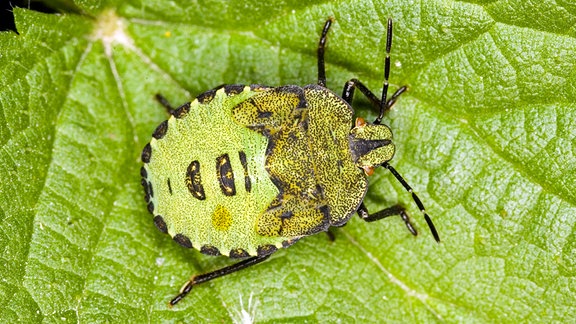 Stinkwanze (Palomena prasina), Larve auf einem Blatt