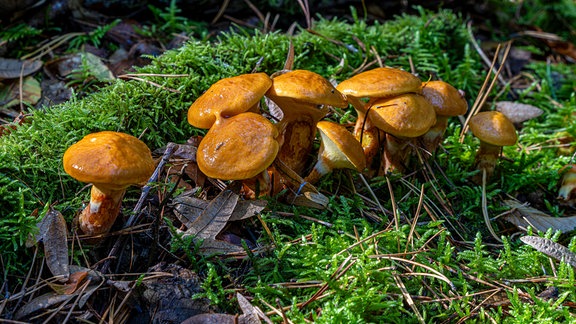 Pilze im Mischwald