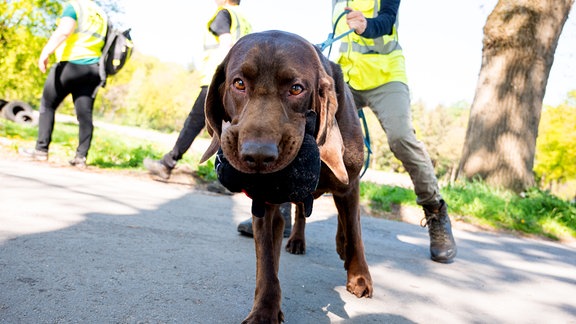 Ein Suchhund der K-9 Suchhunde Elbe-Weser beim Einsatz auf der Suche nach einem vermissten Jungen