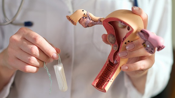 Tampon und Anatomiemodell