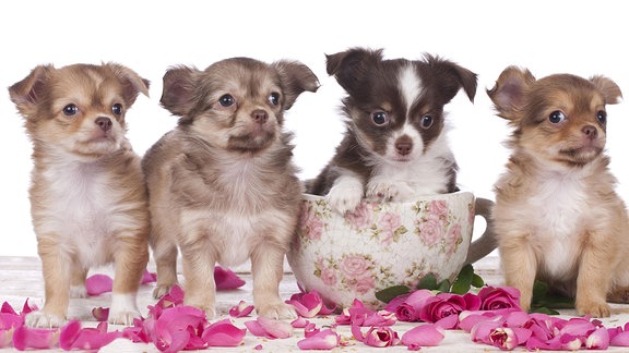 Vier Chihuahua-Welpen mit Blumen.