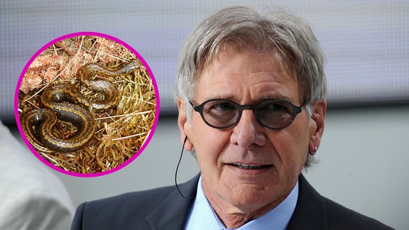  Harrison Ford Schlange 