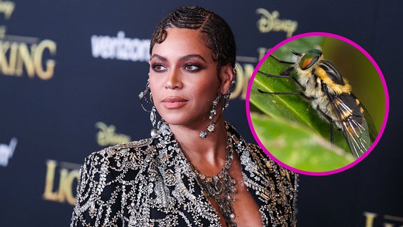Wespe Beyonce 