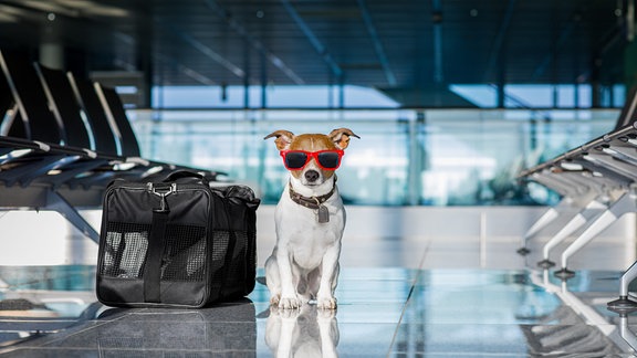 Ein Hund mit Sonnenbrille neben Gepäck