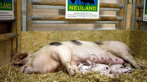 Eine Muttersau mit ihren Ferkeln an einem Neuland Stand.