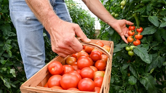 Im Gewächshaus der Gärtnerei Gentz werden die hier wachsenden Tomaten geerntet. 