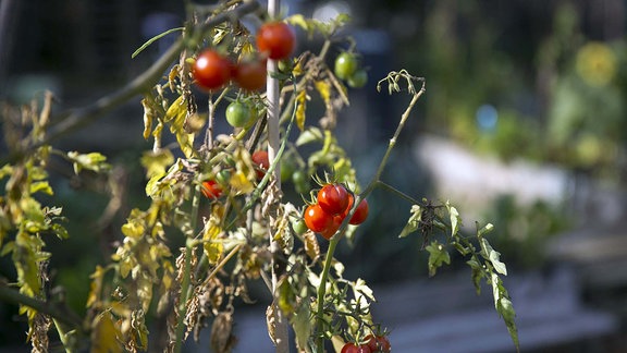 Tomaten