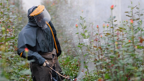 Anbau von Schnittblumen im Gewaechshaus für den Export nach Europa.