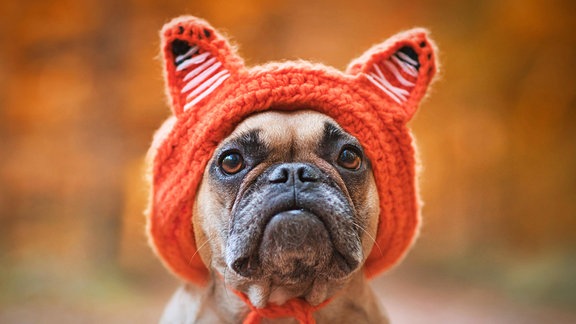 Adorable Französisch Bulldog Hund trägt ein gestricktes Kostüm Hut mit Fuchsohren 