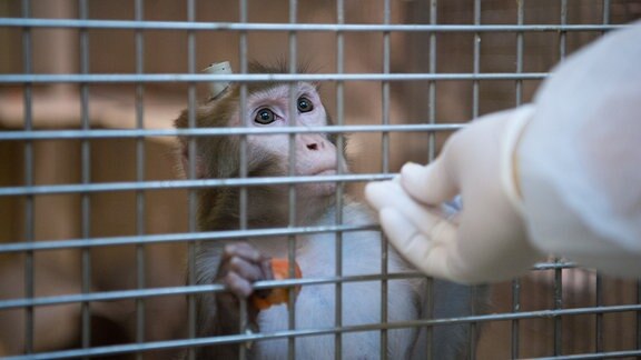 Ein Affe mit einem Implantat wird durch Gitterstäbe gefüttert.