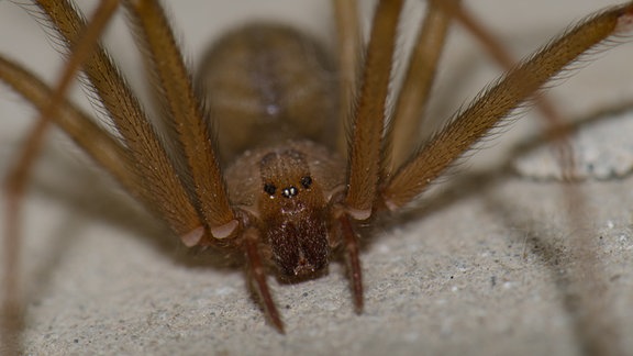 Violinspinne Loxosceles rufescens