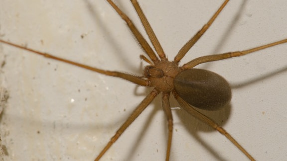 Violinspinne Loxosceles rufescens