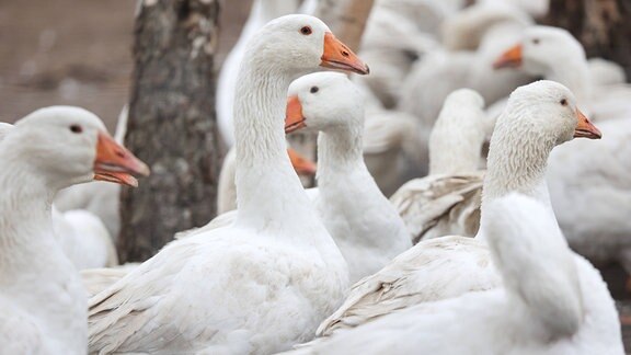 Viele Gänse auf Auslauffläche