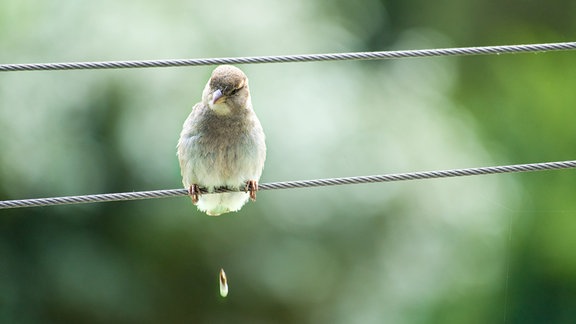 Spatz sitzt auf enem gespannten Draht und verliert Vogelkot.