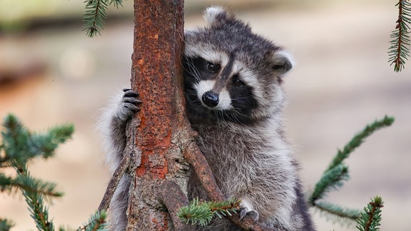Waschbär