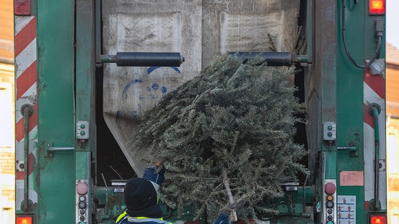 Ein Arbeiter entsorgt am Straßenrand abgelegte Weihnachtsbäume in einem Müllfahrzeug des SüdbrandenburgischernAbfallzweckverbandes (SBAZV).