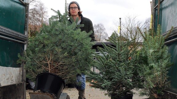 Ein Mann schiebt einen einen Weihnachtsbaum im Blumentopf in einen Transporter.