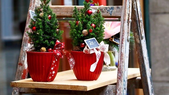 Weihnachtsbaum im Topf