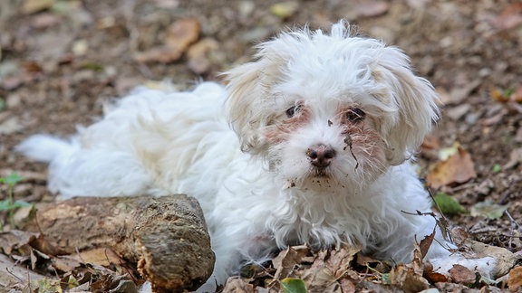 Ein weißer Hund sitzt  auf dem Boden