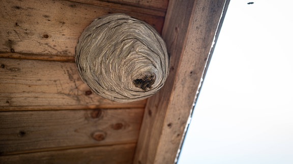 Unter der Traufe eines Holzhauses haben Wespen ein Wespennest gebaut.