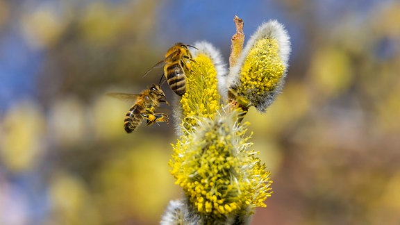 Wildbienen fliegen Blüten an.