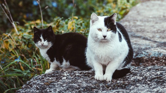 Zwei Katzen