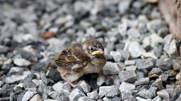 Ein Vogeljunges sitzt auf dem Boden.