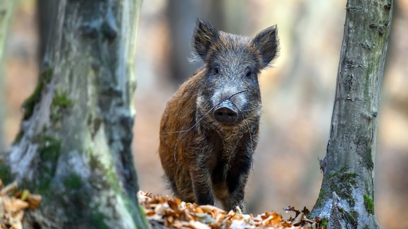 Junges Wildschwein im Wald
