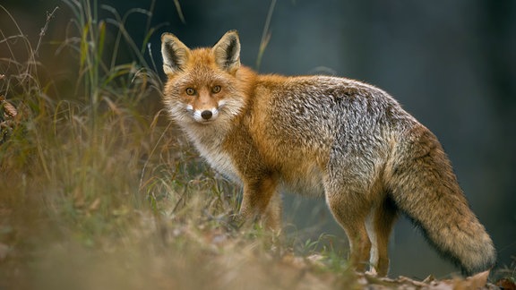 Rotfuchs auf einer Waldlichtung